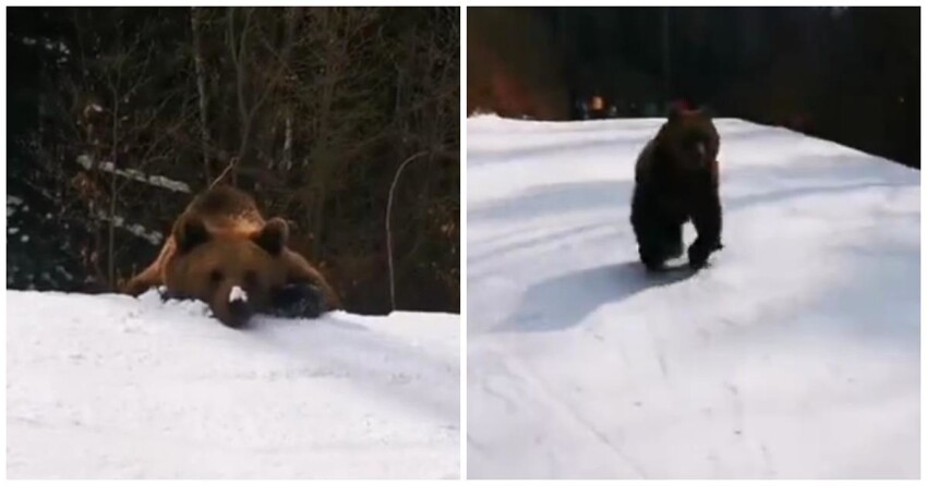 В Румынии медведь устроил погоню за горнолыжником