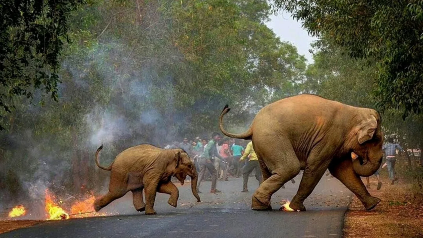 Индийский слон: Как сегодня обращаются в Индии со священным зверем?