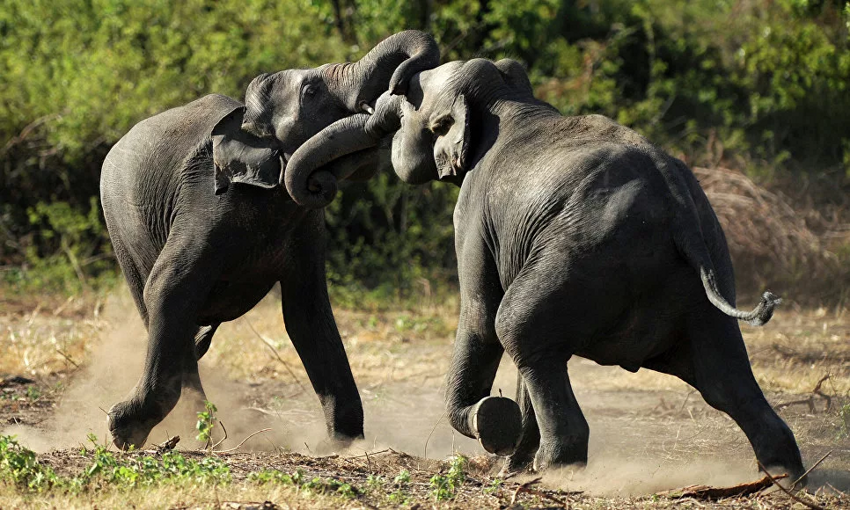 Индийский слон: Как сегодня обращаются в Индии со священным зверем?