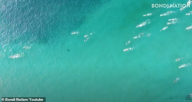 В Австралии засняли акул, которые плавали под отдыхающими
