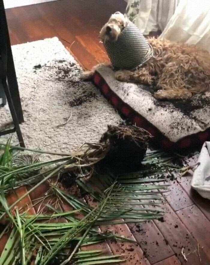 "Кажется, мой пес решил стать растением.."