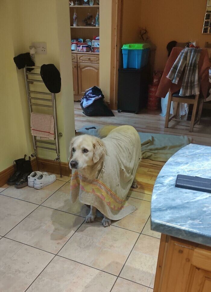 "Мой пес прогрыз дырку в полотенце, и теперь носит его, как пончо"
