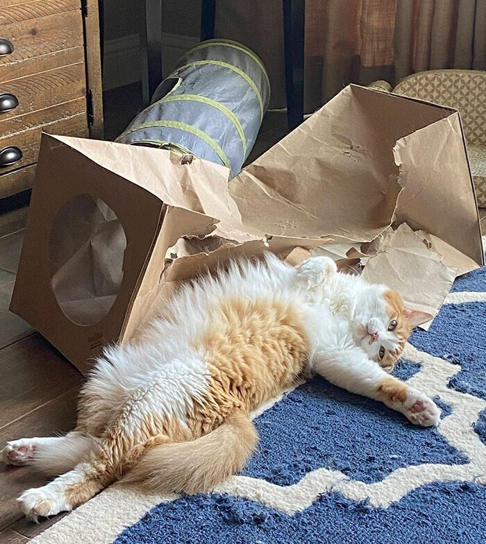Репродукция: "Кот и разрушенный картонный туннель"