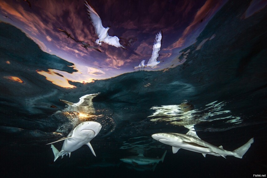Фотоконкурс Underwater Photographer of the Year 2021 (Подводный фотограф года...