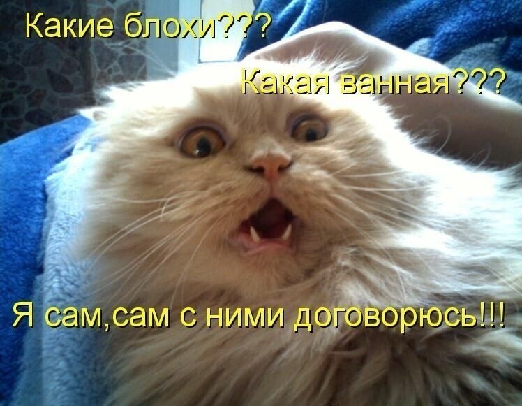 Коты и забавные подписи