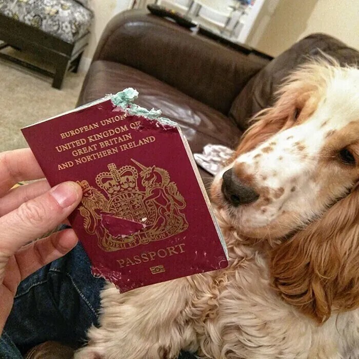 Когда очень не хочешь, чтобы мама куда-то улетала, и съедаешь ее паспорт