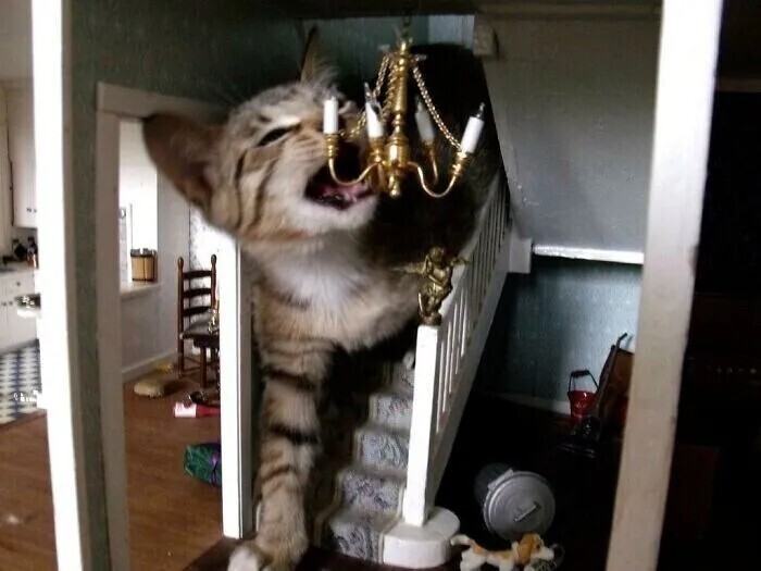 «Наша кошка разрушает дом! Кукольный дом моей дочери!»