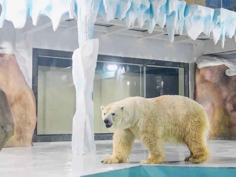 Активисты раскритиковали «отель с белыми медведями»
