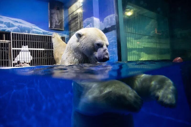 Активисты раскритиковали «отель с белыми медведями»