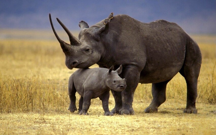 Чёрный носорог: Путь носорога – смерть. Самки вызывают самцов на поединок, чтобы проверить их силу