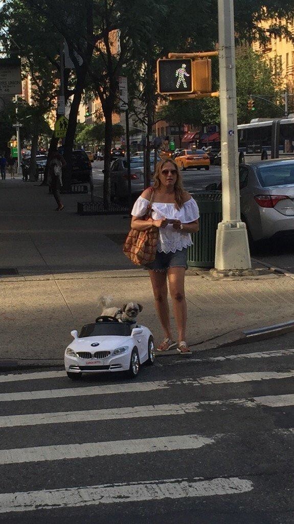 У этой собаки есть свой BMW