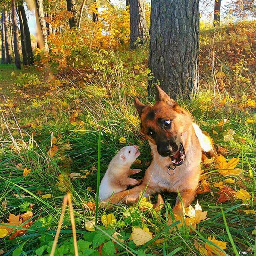 Солянка