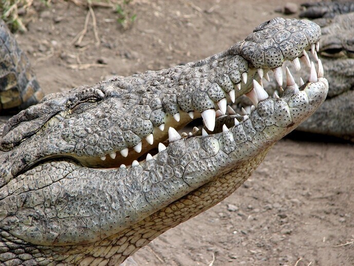 25 интересных фактов о крокодилах