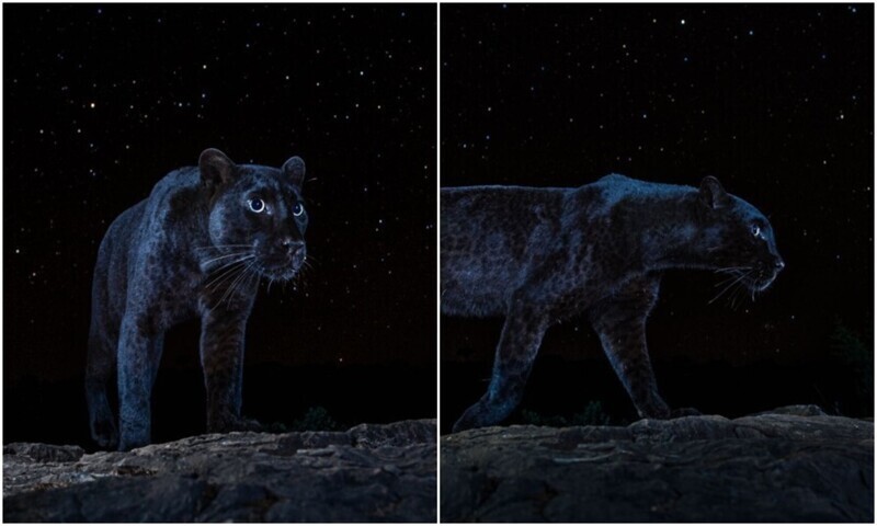 "Неуловимый хищник": потрясающие фото черной пантеры под звездами