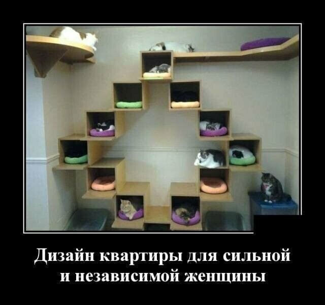 Образ кошки в демотиваторах