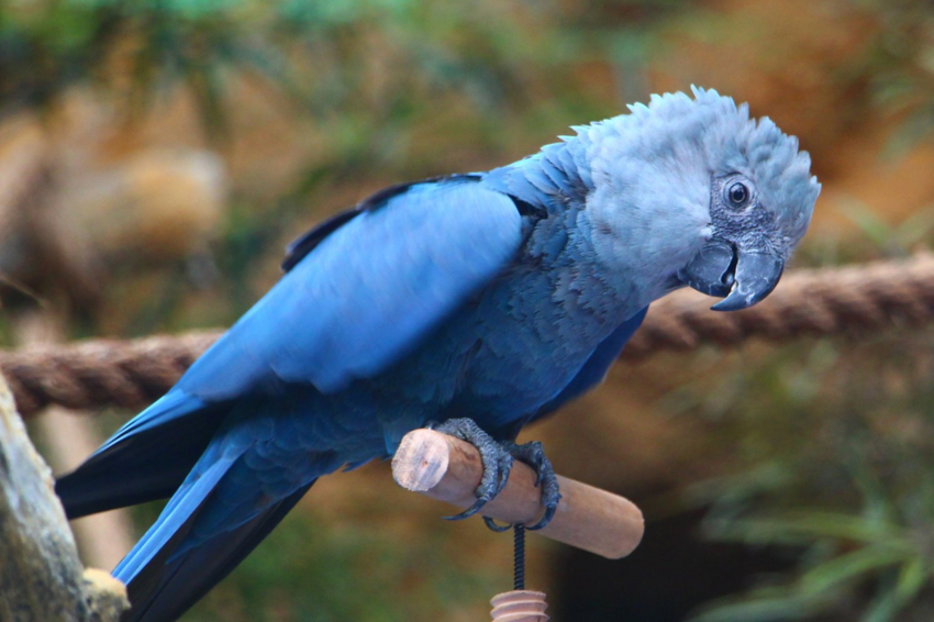 Голубой ара: Уничтожен человеком, но может спастись только благодаря ему. Как живёт птица из мультика «Рио»?