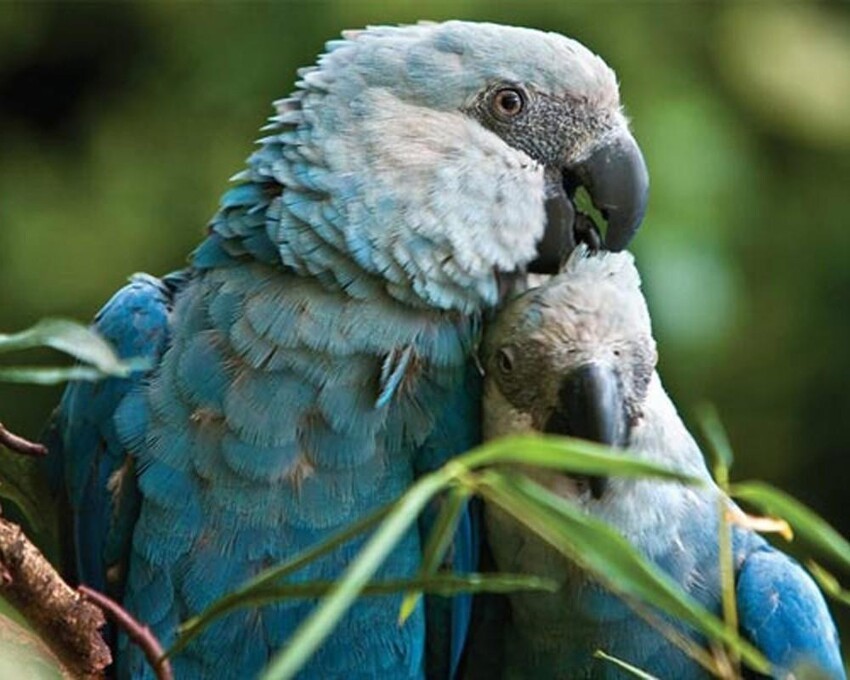 Голубой ара: Уничтожен человеком, но может спастись только благодаря ему. Как живёт птица из мультика «Рио»?