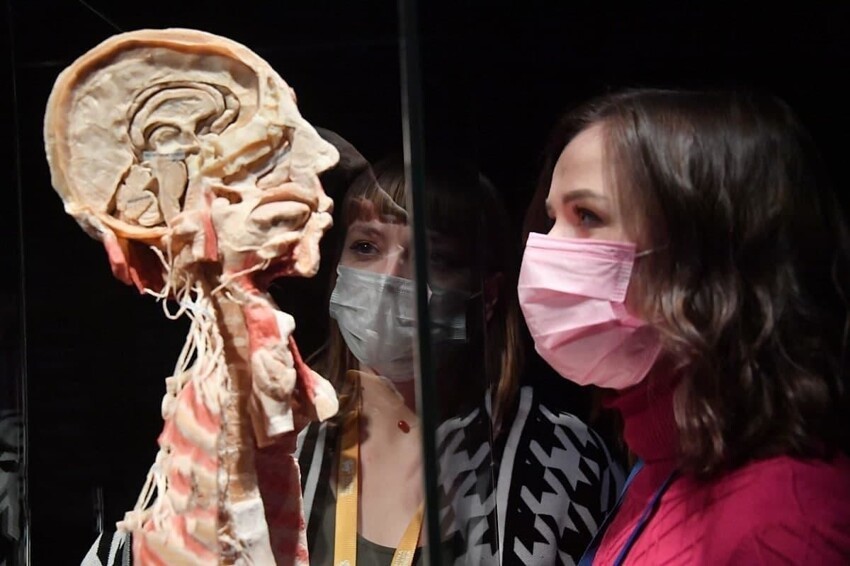 В РПЦ оскорбились из-за анатомической выставки в Москве