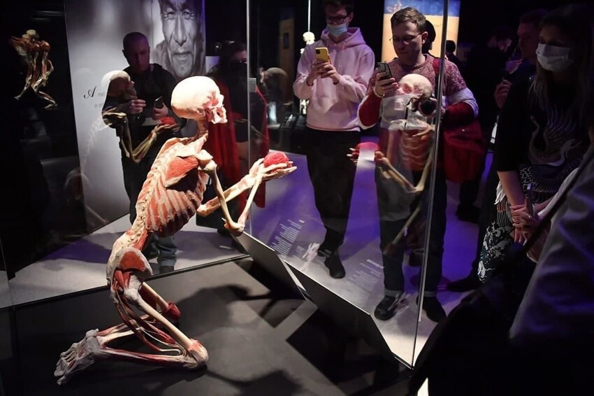 В РПЦ оскорбились из-за анатомической выставки в Москве