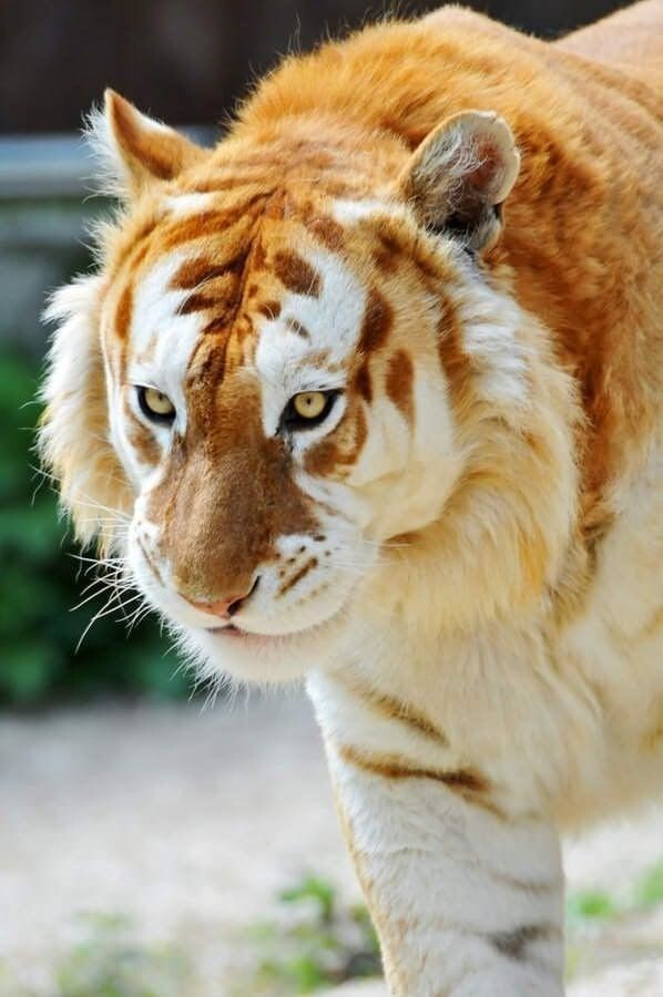 Редкий "золотой тигр", в мире их всего 30 особей