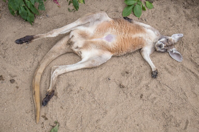 Посетителя зоопарка оскорбила поза спящего кенгуру