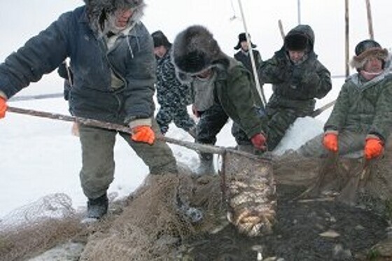 Древнейший традиционный промысел якутов - куйуур
