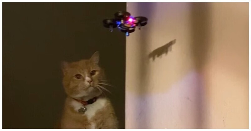 Кот против мини-дрона