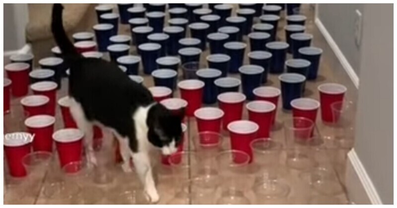 Коты пытаются преодолеть преграду из стаканчиков