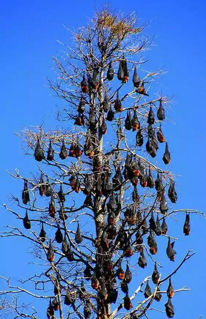 Летучие мыши на дереве