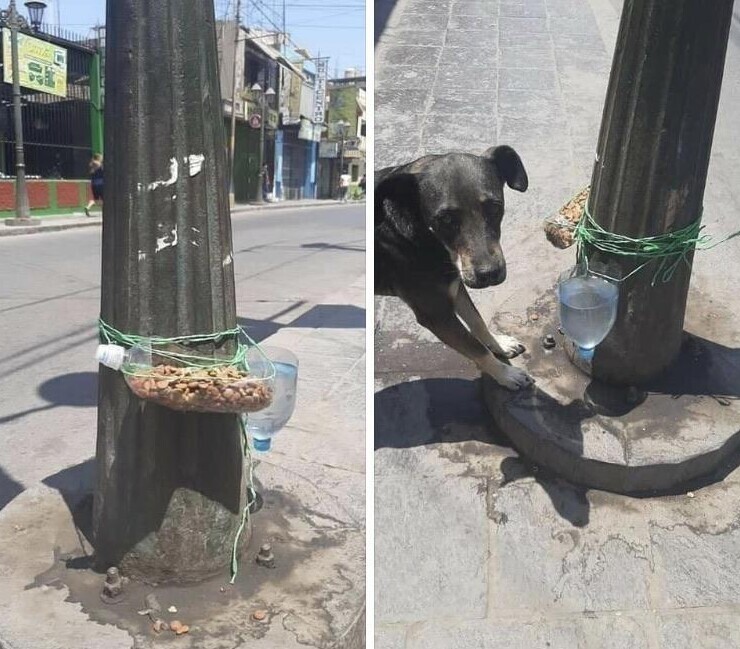 Неравнодушные люди сделали это для бездомных животных и регулярно пополняют едой и водой