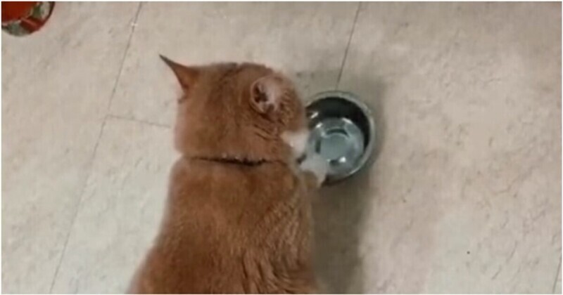 Кот тонко намекнул хозяевам, что его пора кормить