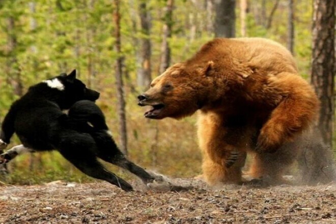 Разбушевавшийся медведь против тигра, пумы, бизона и моржа