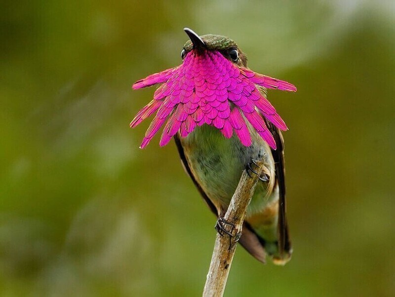 Яркие, как горстка самоцветов: самые красивые виды колибри