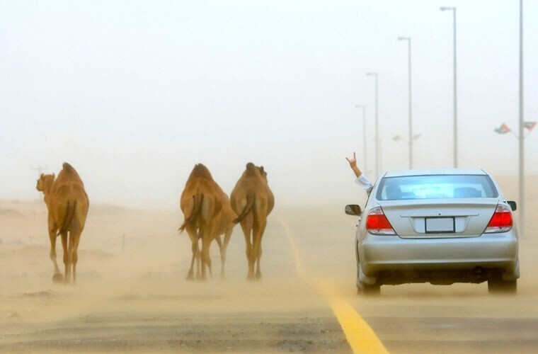  ОАЭ: преимущество верблюда на дороге