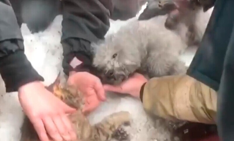 В Подмосковье пожарные успели спасти угоревших в задымлении животных: видео
