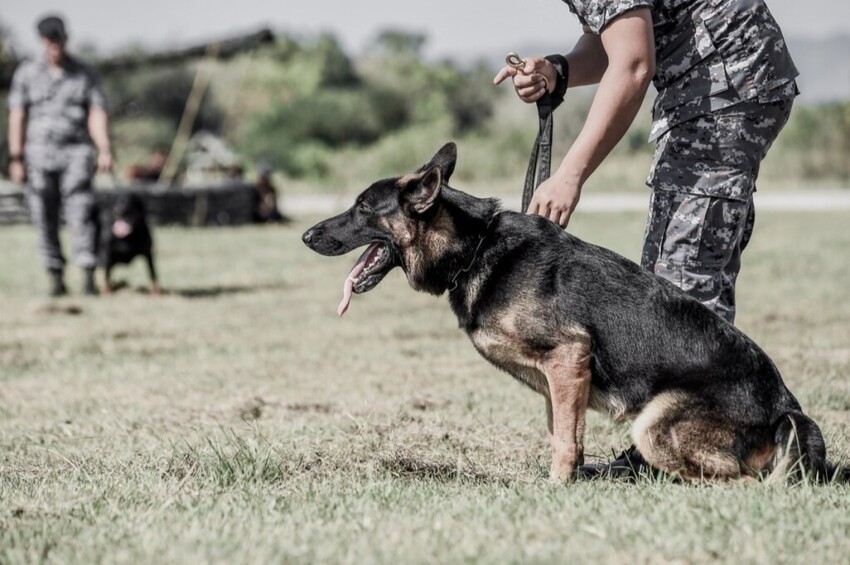 В армии США служат 500 собак