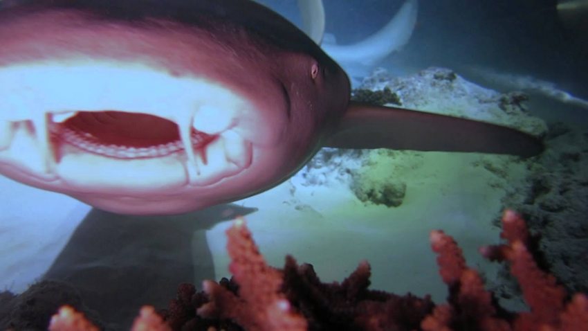 Акула-нянька: Няньки вышли на охоту. Почему странных акул назвали так смешно?