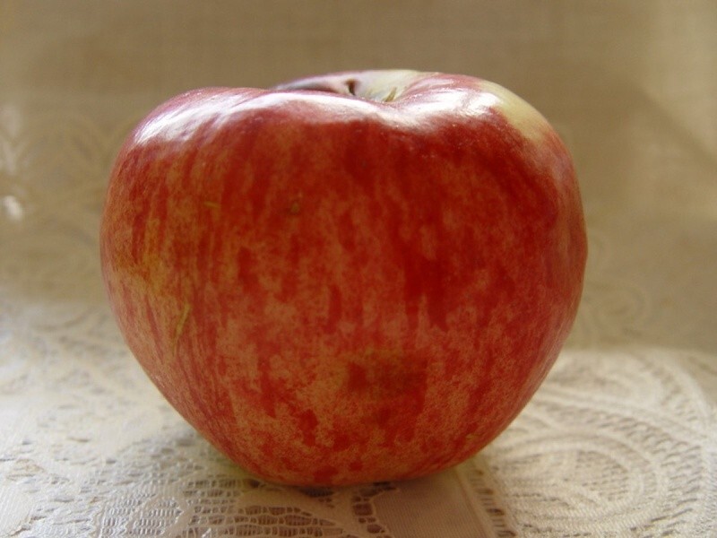 Это яблоко сорта Апорт. необычно оно тем, что его плоды могут вырастать просто гигантскими. Рекордный вес плодов этого сорта, который когда-либо получали садоводы, составляет 3 килограмма