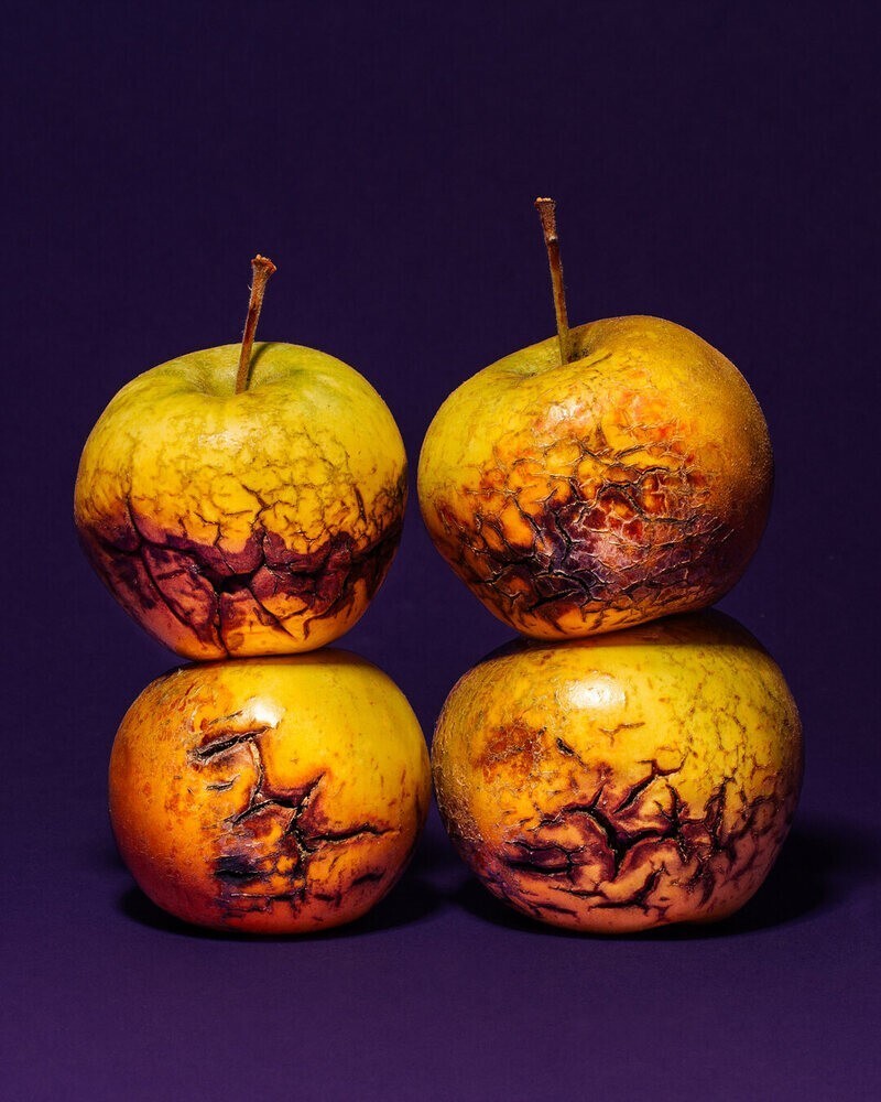 Дикие яблоки из Узбекистана, которые сегодня культивируют в отдельный сорт. Malus Sieversii PI 596280