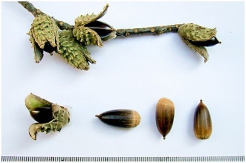 Castanopsis sieboldii