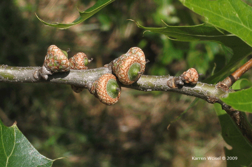 Quercus palustris ( дуб буковый)