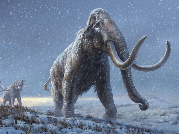 Ученые нашли древнейшую в мире ДНК мамонта, которому 1,65 миллиона лет