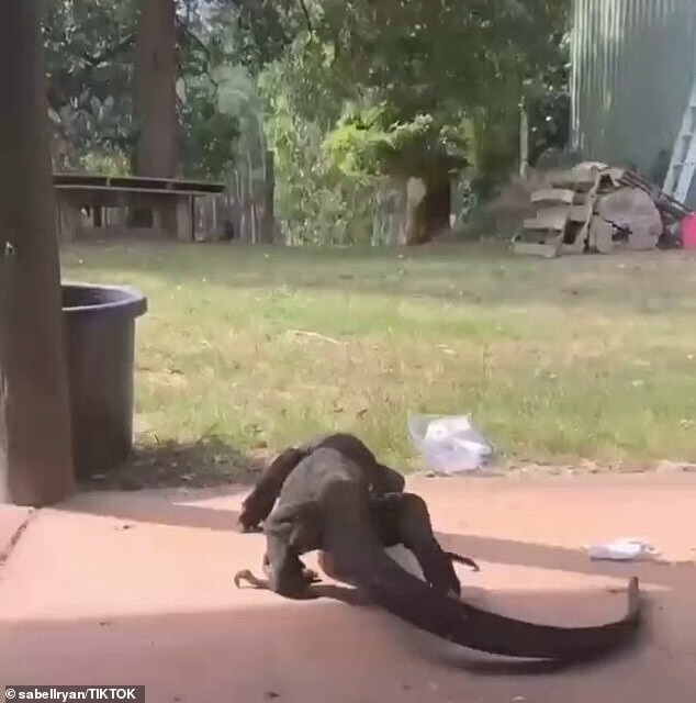 На порог студентки из Австралии приполз огромный ящер