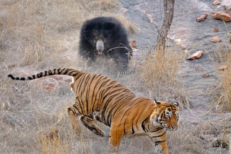 Медведица дала отпор двум огромным бенгальским тиграм