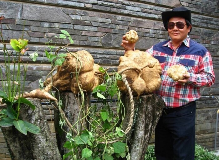 Самая большая хикама весит 21 кг и была выращена Лео Сутисна на Западной Яве, Индонезия