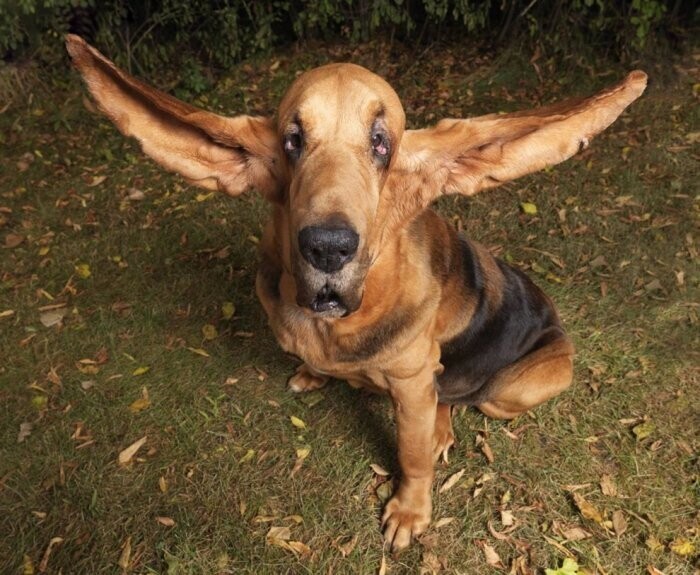 Самые длинные уши собаки достигают 34,9 см правое и 34,2 см левое. Уши принадлежат Тиггеру – бладхаунду.