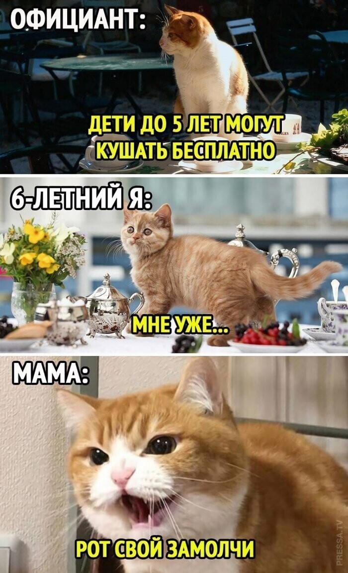 Мемы и смешные картинки 