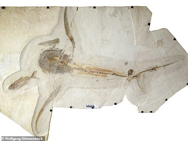 В Мексике обнаружили древнюю крылатую акулу