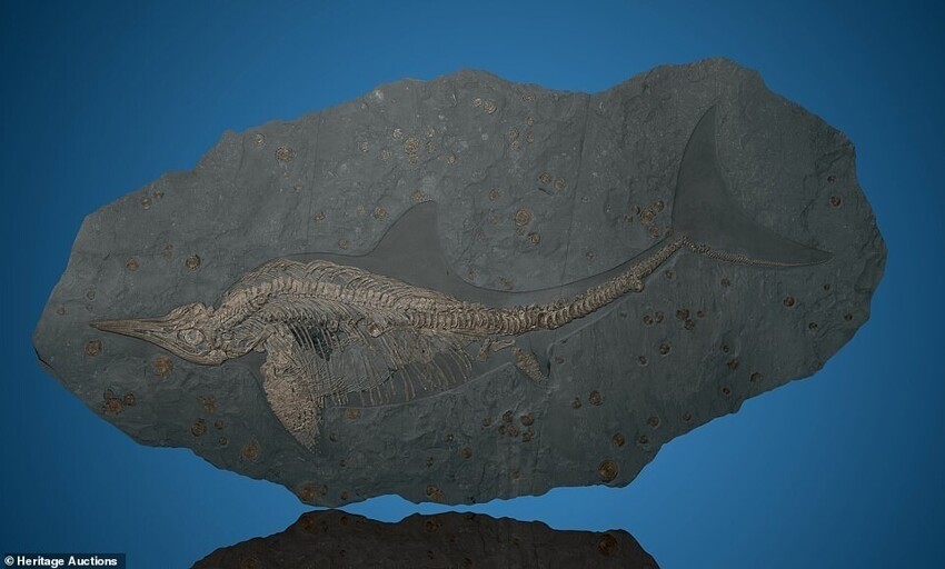 Кроме бивня, на аукционе представят другие интересные артефакты: например, окаменелый ихтиозавр длиной 3,3 метра, существовавший около 250 миллионов лет назад