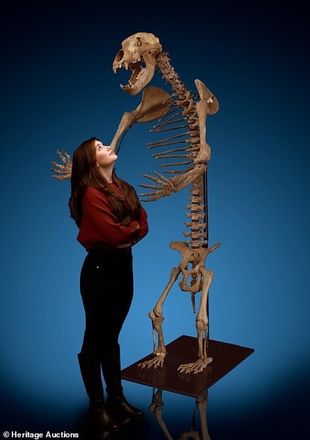 Трехметровый скелет пещерного медведя, обитавшего на планете около 24 000 лет назад